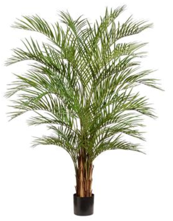 7.5ft Areca Palm Tree