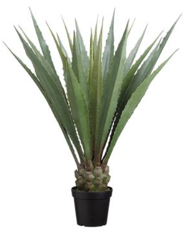 48" Agave Americana in Pot Green (Box of 2)