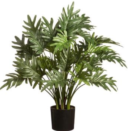 29.5" Selloum Philodendron Plant in Pot (Box of 2)