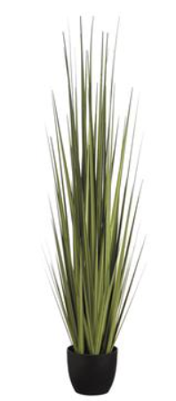 60" Reed Grass in Pot