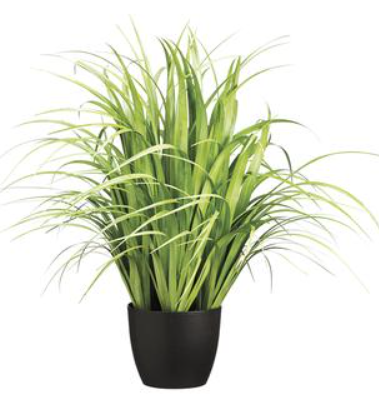 38" Reed Grass in Pot