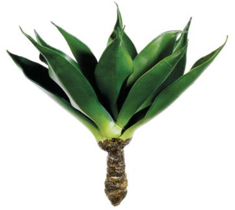 15" Agave Plant (Box of 2)